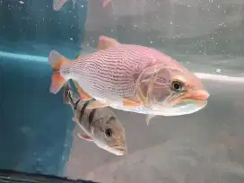 Ikan predator golden dorado size 20cm