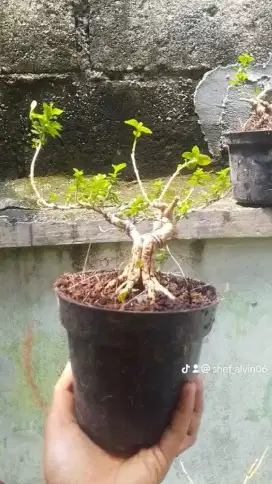 Borong bahan bonsai 3pot kualyti