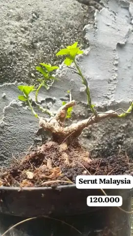 Bonsai Serut malaysia