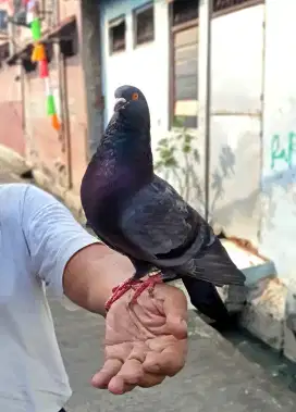 Burung Merpati Metris