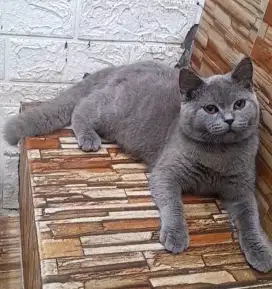 British short hair