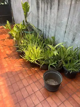 tanaman lidah buaya