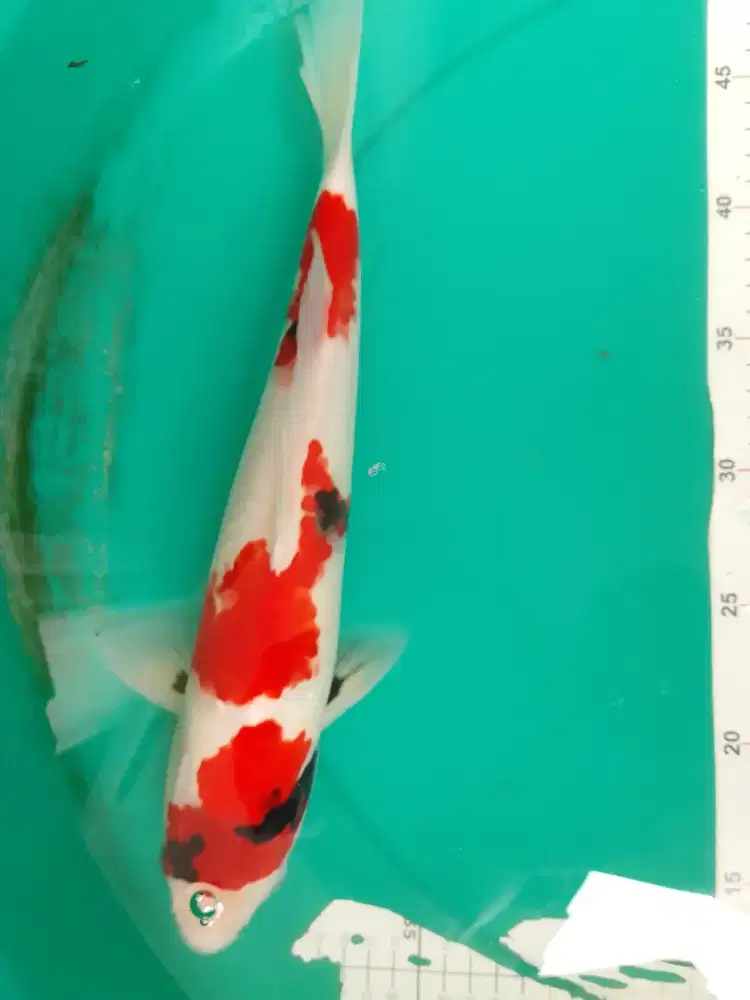Ikan koi jenis Showa Sanshoku 32cm warna red