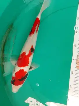 Ikan koi jenis Showa 32cm warna merah