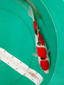 Ikan koi jenis Sanke Doitsu 32cm HQ