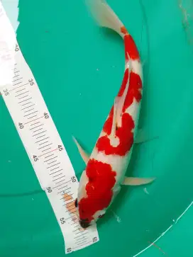 Ikan koi jenis Showa 31cm pola kucibeni