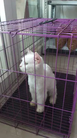 Open adopt kucing anggora putih