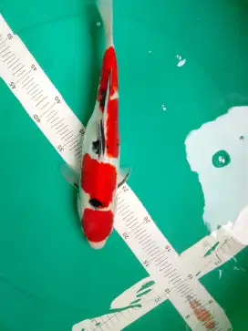 Ikan koi jenis Sanke Doitsu 32cm