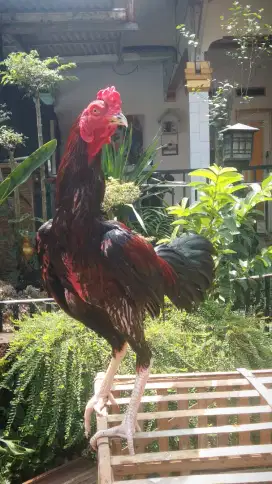 Ayam Jago Bangkok