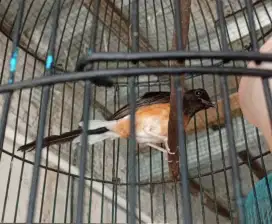 Murai Batu LC xxx