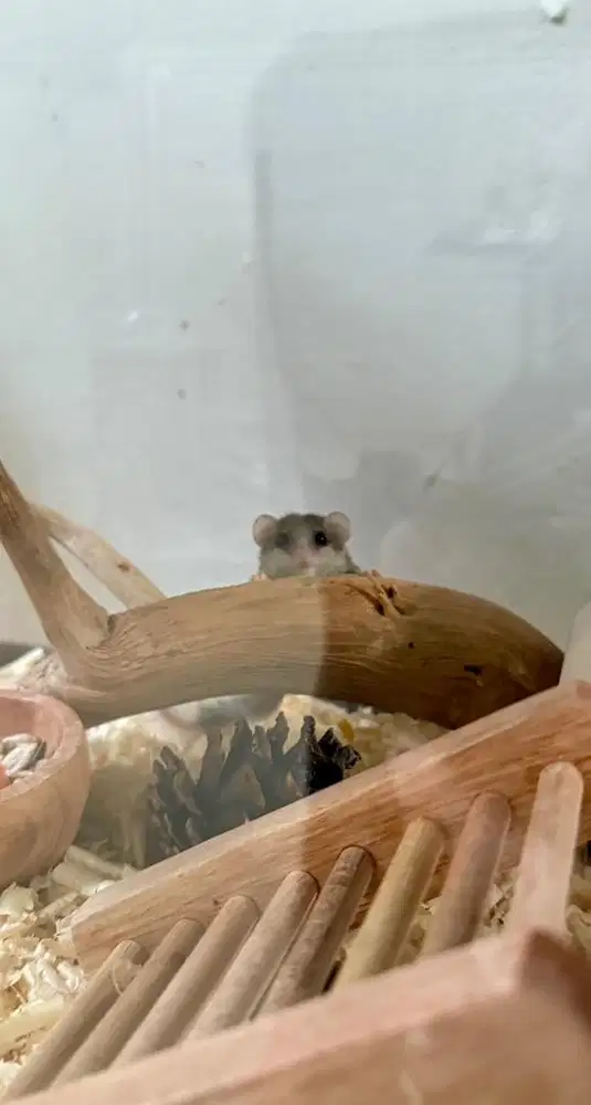 AFRICAN PYGMY DORMICE/SUGAR GLIDER/HAMSTER