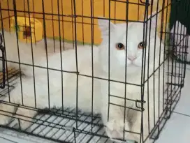 Kucing beserta kandangnya