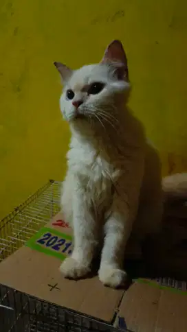 Kucing Persia Medium (Persimed)