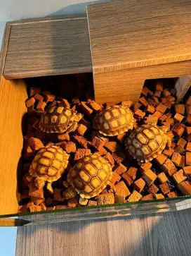 Kura Sulcata 5-6cm