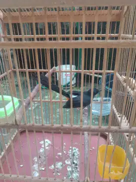 Murai kelabu betina ekor lumayan panjang fightr siap nelor