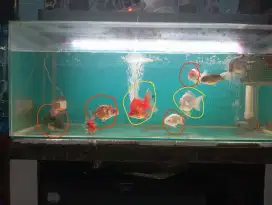 Jual ikan hias mas koki