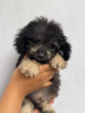 pure poodle jantan