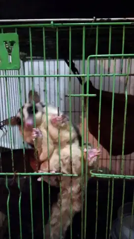 Sugar glider betina gemoy