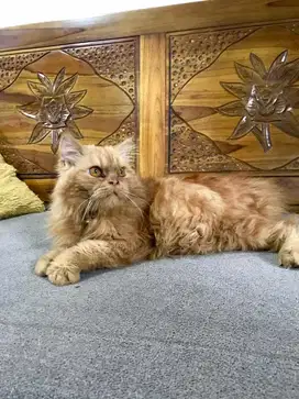 Kucing Persia Jantan