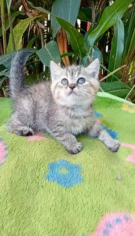 Kitten persia mix BSH