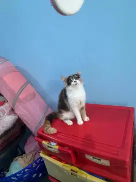 kucing kitten british shorthair ss betina