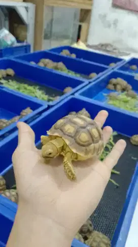 Kura sulcata size 7-8cm