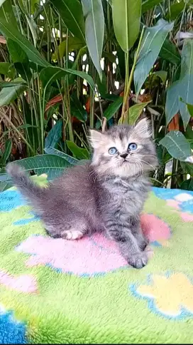 Kitten persia medium