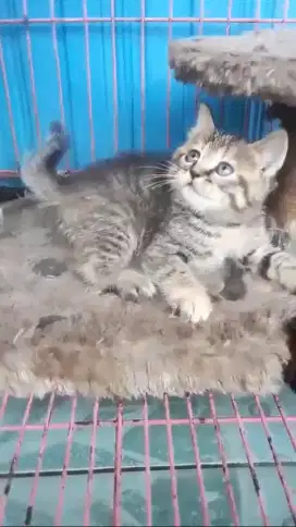 Kitten persia shorthair