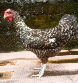 AYAM PELUNG BIANG