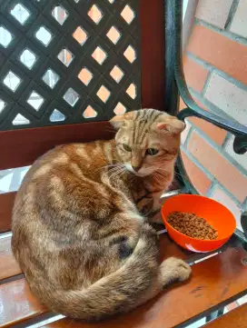Kucing Scottish fold jantan marble