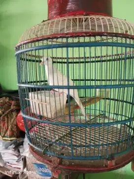 Perkutut putih mata merah FS