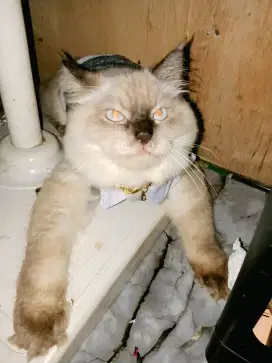 Jual kucing  original