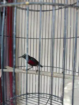 Burung konin kolibri ninja