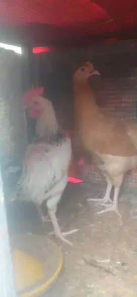 Jenis jenis Ayam Arab