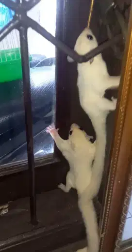 Sugar glider joy leucistic jantan