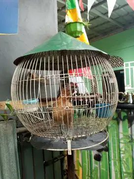 Ayam Polan Silangan kate