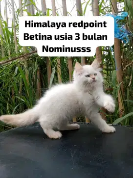 Kucing Persia Himalaya redpoint