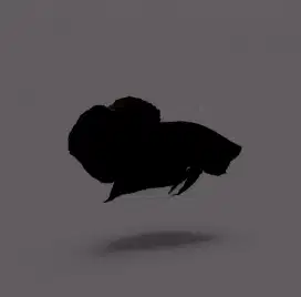 ikan cupang Hitam