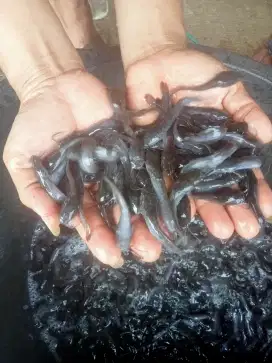 Jual benih ikan lele ukuran 7/8