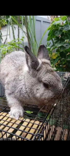 Jual kelinci Nederland dwarf