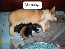 Puppy Corgi Mix (Nego aja)