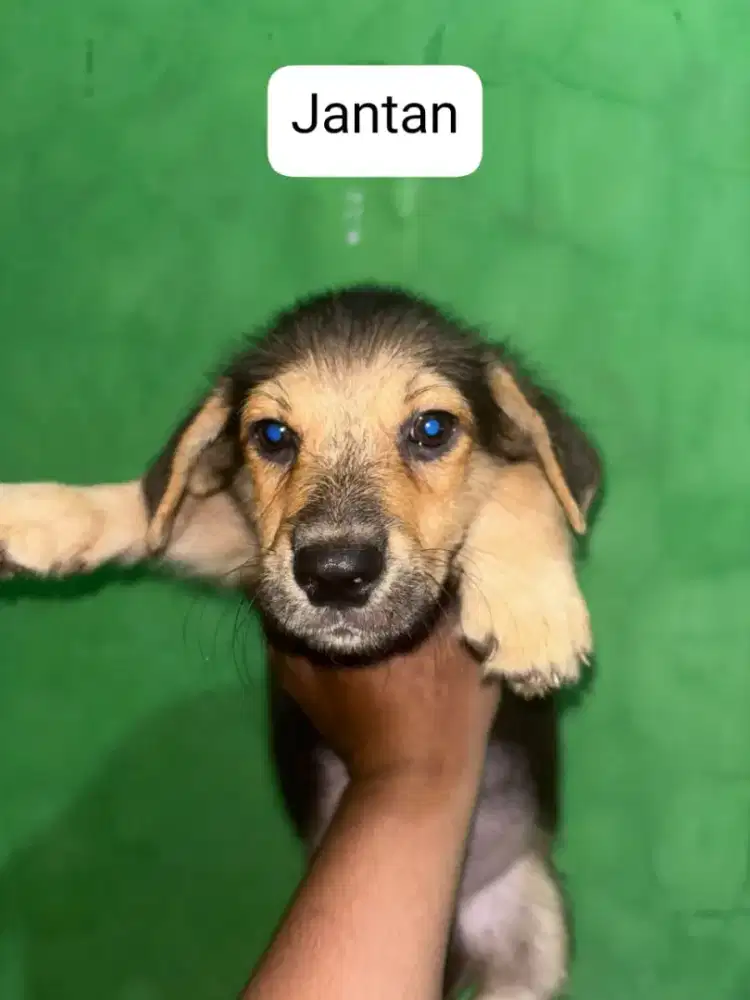 Puppy Corgi Mix (MURMER)