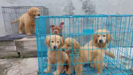 Puppies Pitbull & Golden Retriever
