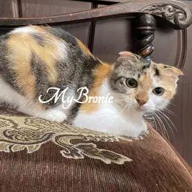 Kucing scottish fold betina tricolor