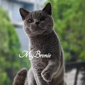 Kucing british shorthair BSH jantan