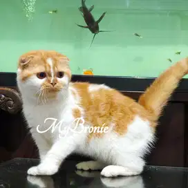 Kucing scottish fold betina 7 bulan