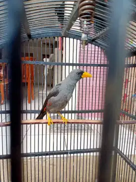 Jalak Rio rio mulus