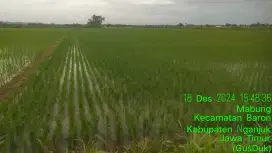 Dijual Tanah Persawahan di Baron Kabupaten Nganjuk