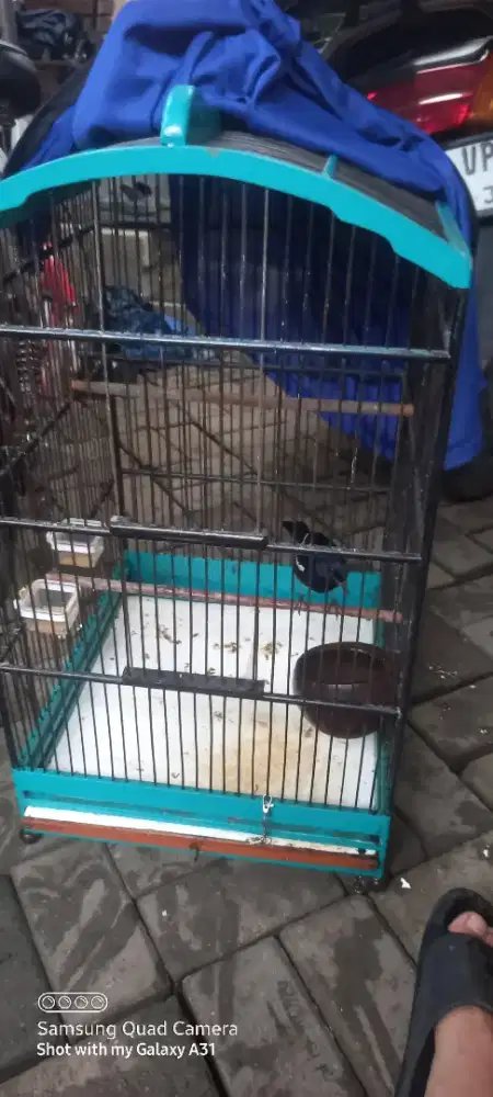 Burung kacer sudah lumayan rajin bunyi