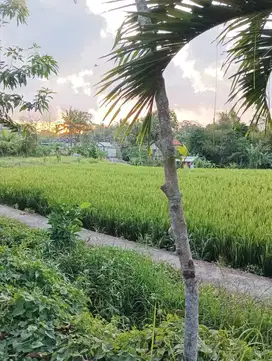 Land for Sale with River View in Cepaka, Munggu